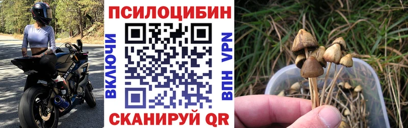 Галлюциногенные грибы Psilocybine cubensis  сколько стоит  Балей 